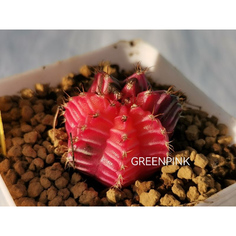 ยิมโนด่าง ไม้เมล็ด ตรงปก No. s2 18/11/65 Cactus​ แคคตัส กระบองเพชร​ ไม้อวบน้ำ ของขวัญ ของชำร่วย สีชมพู pink Daimond​