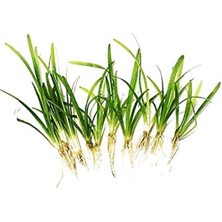 (ขายเป็นต้น)ต้นไม้น้ำ หญ้าซากิททาเรีย SAGITTARIA SUBULATA ราคา ถูกที่สุด ดีลบีเคเค แกลเลอรีภาพที่ 2