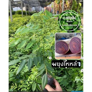 ต้นพยุงไหหลำ เเท้ 100% ต้นพะยูงไหหลำ ต้นพยุง  เข้าแก่นไว เสียหายเคลมฟรี