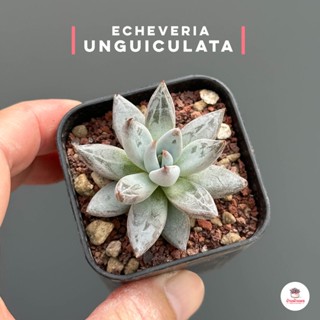 Echeveria unguiculata ไม้อวบน้ำ กุหลาบหิน cactus&amp;succulentหลากหลายสายพันธุ์