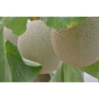 Organic Japanese Melon เมล่อนญี่ปุ่นไร้สารเคมี