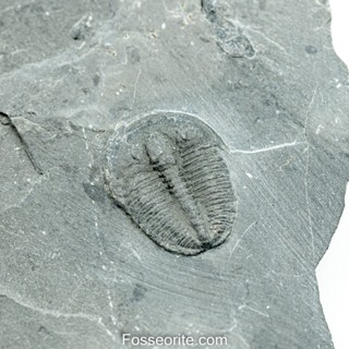 [อายุกว่า 505 ล้านปี!!!] #232 ฟอสซิล ไทรโลไบต์ Elrathia Kingi Trilobite ของแท้ ขนาดเล็ก บน Matrix จาก USA