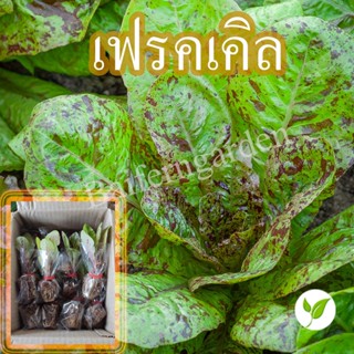 ต้นกล้าเฟรคเคิล ผักของคนรักสุขภาพ ต้นแข็งแรง รากเยอะ