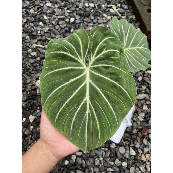 philodendron gloriosum white vien pink back
