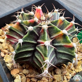 (G9) ต้นยิมโนด่าง คัดพิเศษ ไม้เมล็ด - (gymnocalycium) - แคคตัส/ง่าย ปลูก สวนครัว เมล็ด/สวนครัว TMZX