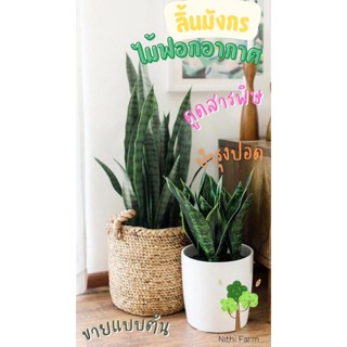 ลิ้นมังกรไม้ฟอกอากาศ (Snake plant)ส่งตรงจากสวน คัดต้นสวยส่งออก