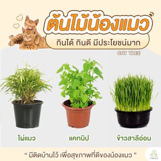 Treeno.9 T280 ต้นไม้น้องแมว Cat Tree (แคทนิป ไผ่แมว ข้าวสาลีอ่อน) น้องแมวชอบมาก / กระถาง 6-8 นิ้ว / สูง 20-30 ซม. (สมุนไพร)