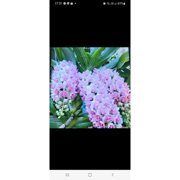 ช้างชมพู     กระถาง1นิ้ว