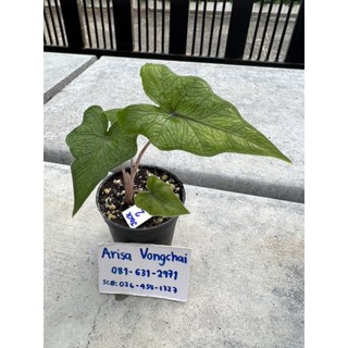 Alocasia Jacklyn (แจ็คลิน)