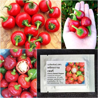 เมล็ดพันธุ์ พริกหวาน เชอรี่ Cherry Sweet Pepper Seed 40 เมล็ด คุณภาพดี ราคาถูก ของแท้ 100%