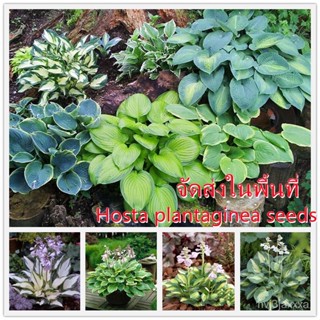 （คุณภาพสูง เมล็ด）ของแท้100% (50 เมล็ด/ขายดีสี) บีโกเนีย Hosta plantaginea seeds บอนสี ต้นไม้มงค/ง่าย ปลูก สวนครัว /ขายดี