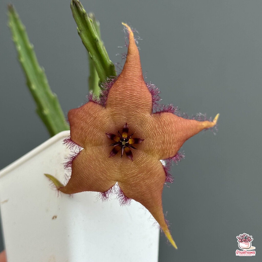 เก๋งจีน Stapelia schinzii #โคลนปากีสถานดอกใหญ่ แคคตัส กระบองเพชร cactus&succulent - รูปที่ 6