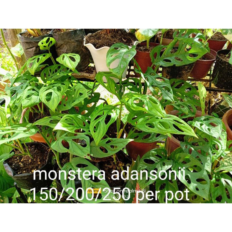 Monstera Adansonii (STRAIN) ดอกทานตะวัน/ดอกไม้/สวน/ดอกทานตะวัน/ดอกไม้/สัตว์ใหญ่/ข้าวโพด/ปลาดาว/กระโหลกวย/ไม้จันทน์ NO9N