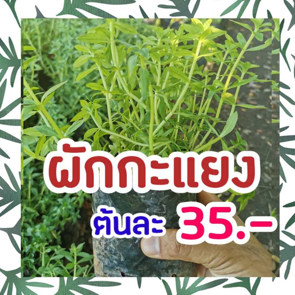 ผักกะแยง ผักกะแยงนา ผักแขยง พร้อมปลูกในถุงดำ ปลูกง่ายโตไว ต้นพันธุ์คุณภาพดี