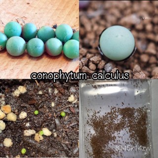 （คุณภาพสูง เมล็ด）เมล็ดพันธ์ conophytum calculus/ง่าย ปลูก สวนครัว เมล็ด/อินทรีย์ GUZD