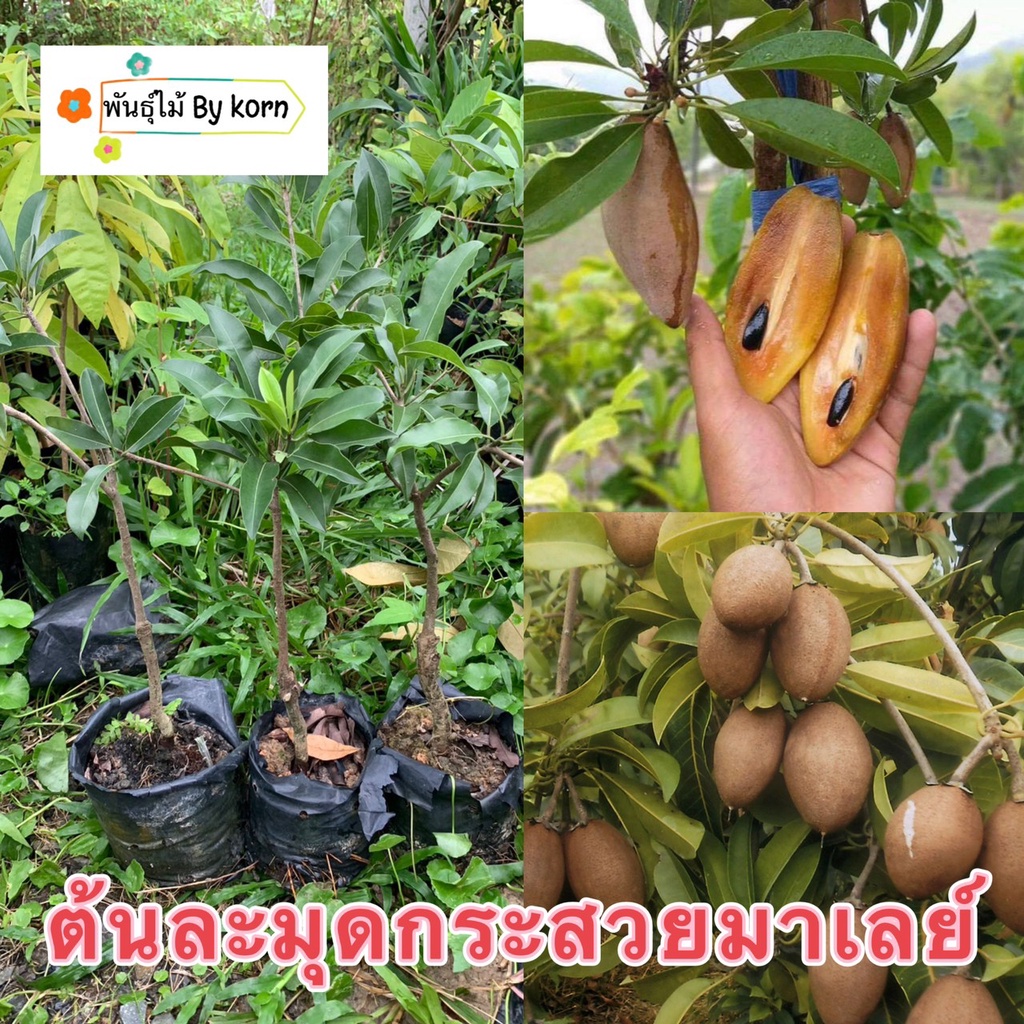 ต้นละมุดกระสวยมาเลย์ พร้อมส่ง สำคัญกรุณาสั่งซื้อในเวลา12:00น.-00:00น.