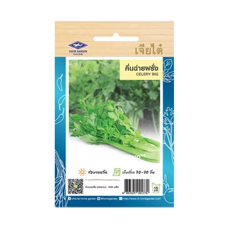 เมล็ดพันธุ์ ผักใบ ชุดที่ 3 เจียไต๋ (ซอง) ตราเครื่องบิน + Best Seller + เมล็ดผัก ผักสวนครัว ผักสลัด ผักไฮโดร