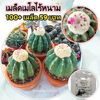 💥เมล็ดเมโลไร้หนาม 🌷รอบเก็บ 25/1/2023🌷Melocactus Caesius inermis เมล็ดแคคตัส