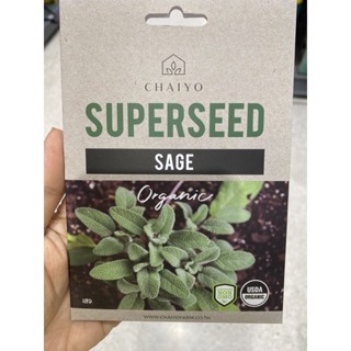 เมล็ดพันธุ์ เสจ ออร์แกนิค ( Sage Organic Seed ) บรรจุ 10 เมล็ด