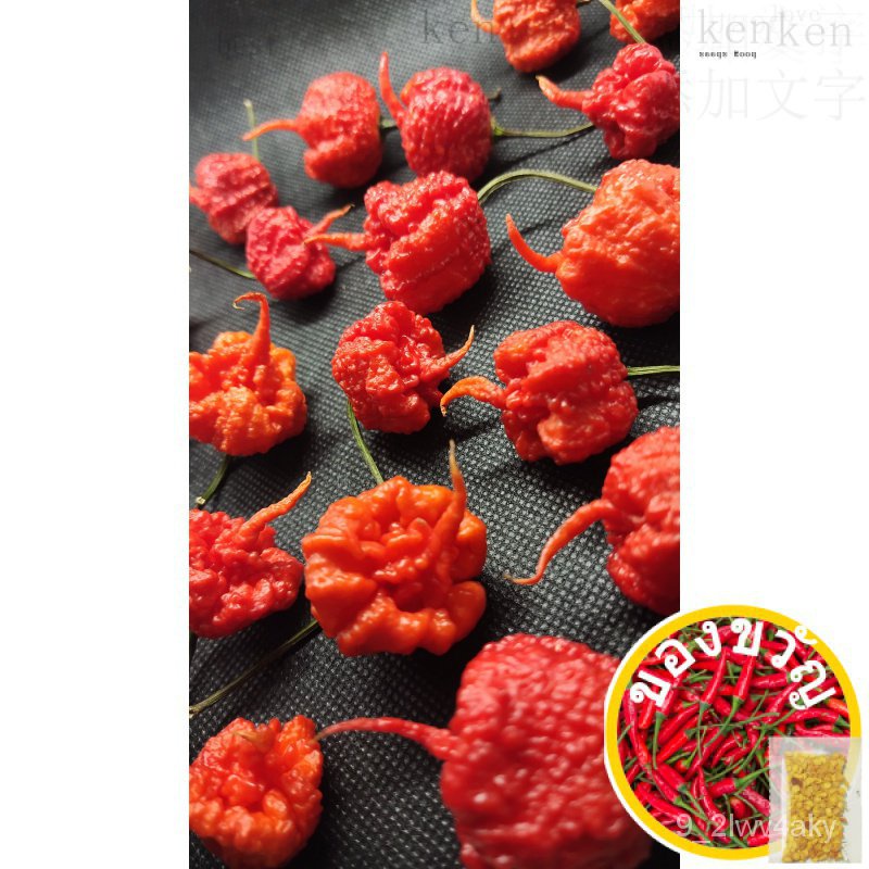 Carolina Reaper Seeds (Wxh) รองเท้า/มะละกอ/สร้อยคอ/ผ้าพันคอ/กางเกงลำลอง/กระโปรง/สวน/ตกแต่ง/อัญมณี/ Y