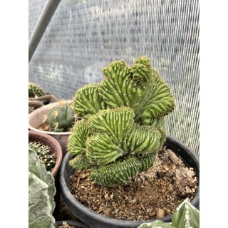 pacanoid.   pacanoid