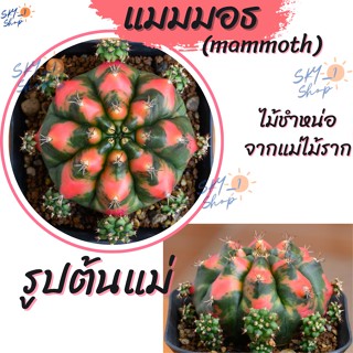 ยิมโน โคลน แมมมอธ ไม้ชำหน่อ จากแม่ไม้ราก แคคตัสสายพันธ์ุดี สีสวย ตะบองเพชรด่าง กระะบองเพชรด่าง Cactus Clone Mammoth
