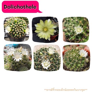 DT007-DT012 Dolichothele camptotricha กระบองเพชร แคคตัส กุหลาบหิน พืชอวบน้ำ