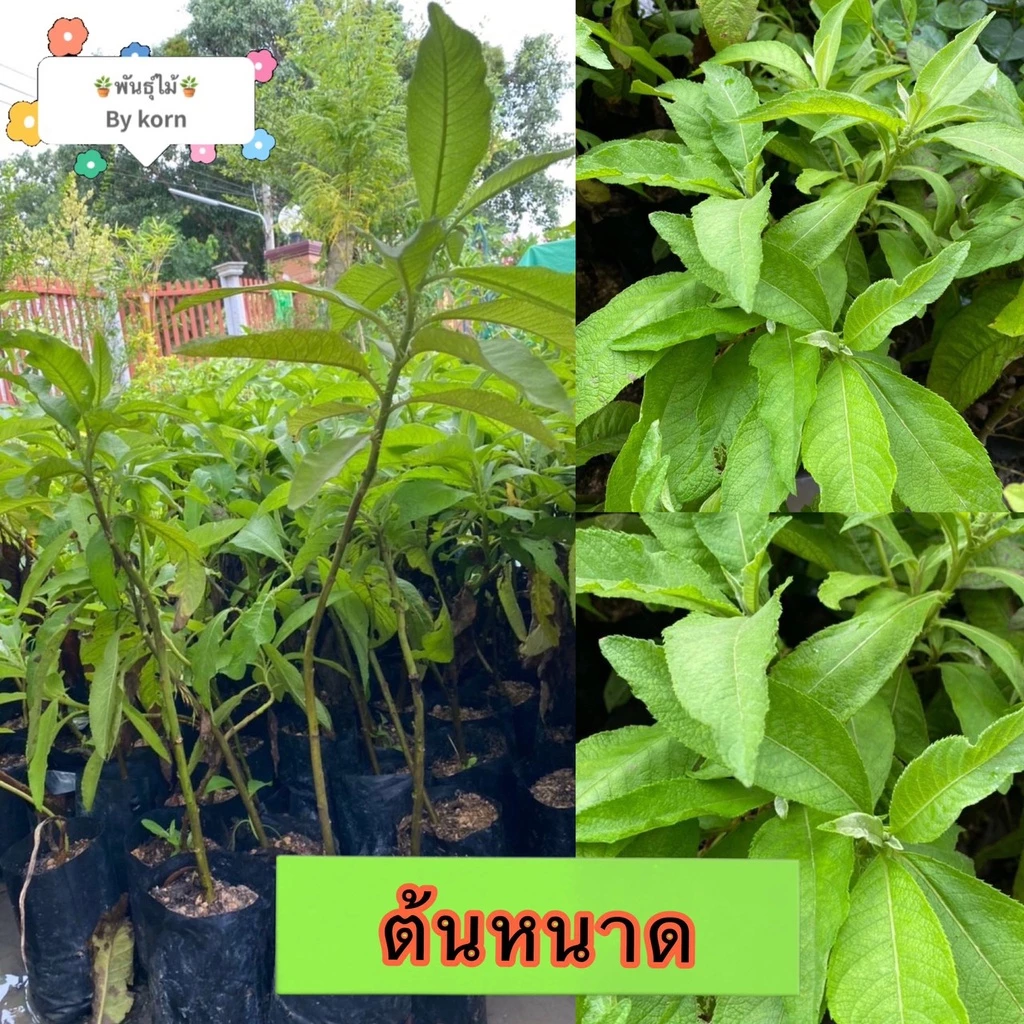 ต้นหนาด หรือใบหนาด สูง 50-60 cm. ไม้สมุนไพร ไล่ผี พร้อมส่ง สำคัญกรุณาสั่งซื้อในเวลา12:00น.-00:00น.
