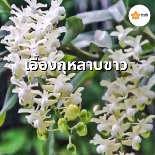 (ไม้พันธุ์แท้เผือก)เอื้องกุหลาบเผือก Aerides Odoratum var alba