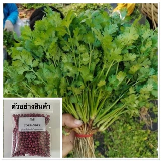 เมล็ดผักชี 10 กรัม ห่อใหญ่ได้เยอะ งอกดีมาก[5เเถม 1คละได้] ผักชีไทย