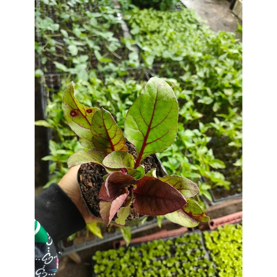 ต้นพันธุ์ แรดิช (Radish) ผิวแดงเนื้อขาวที่คนรักสุขภาพต้องกิน พร้อมปลูกในถุงดำ 29 บาท