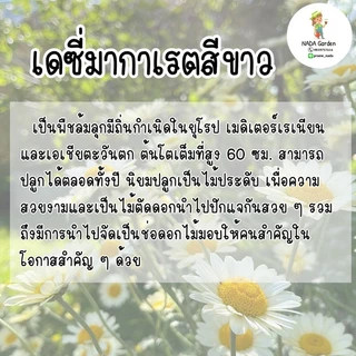 เมล็ดพันธุ์เดซี่มากาเรตสีขาว 𝑨𝒏𝒕𝒉𝒆𝒎𝒊𝒔 𝒕𝒊𝒏𝒄𝒕𝒐𝒓𝒊𝒂 บรรจุ 300เมล็ด อัตราการงอกสูง