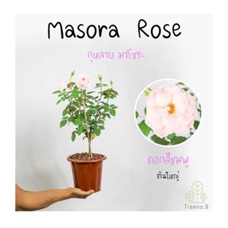 Masora Rose (กุหลาบ มาโซระ)​ ต้นใหญ่ ถุง 8 นิ้ว / สูง 60-70 ซม. / ไม้ประดับ ไม้ดอก (ต้นไม้)