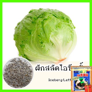 พร้อมส่ง ❗ รหัส 039  เมล็ดพันธุ์แท้ OP ผักสลัดไอซ์เบิร์ก ผักสลัดแก้ว ใบกรอบ อร่อย ร/ง่าย ปลูก สวนครัว เ/ดอก 5IPT