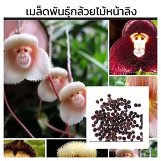 （คุณภาพสูง เมล็ด）เมล็ดพันธุ์ กล้วยไม้หน้าลิง ต้นไม้ประดับ คละลายMonkey Face Orchid Bonsai Pla/ง่าย ปลูก สวนครัว /ดอก ODS