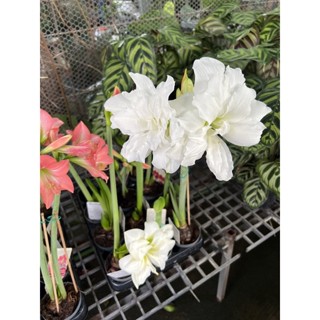 ตอนนี้รอดอกรอบใหม่ว่าน​สี่​ทิศ​นำ​เข้า​จากฮอนแลนด์​ (Amaryllis)พร้อม​ปลูก​ดอกสวยๆ  #ว่านสี่ทิศดอกสีแดง สีชมพู สีขาว