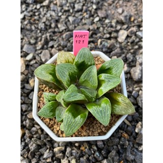 Haworthia Hybird Thailand กระถาง 3 นิ้ว (ส่งทั้งกระถาง) ไม้อวบน้ำ ต้นไม้ประดับ Succulnt Haworthia