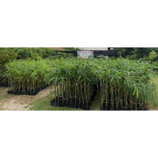 🌿ไผ่ซางหม่น แท้💯​ (ขั้นต่ำ2ต้น)กิ่งตอน 1เมตร ปลูกได้ในทุกสภาพดิน พื้นทีแห้งแร้ง ดินลูกรัง ดินปนหิน ได้หใด