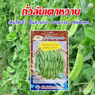 ผลิตภัณฑ์ใหม่ เมล็ดพันธุ์ 2022เมล็ดถั่วลันเตาหวาน SWEET PEA เมล็ดถั่วลันเตา เมล็ดพันธุ์ถั่วลันเตาหวาน เมล็ดผักสว/ขายดี 5