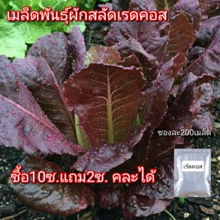 สลัดคอสแดง200เมล็ด เมล็ดพันธุ์ เร้ดคอส งอกดี สินค้าพร้อมส่ง