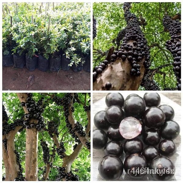 ผลิตภัณฑ์ใหม่ เมล็ดพันธุ์ 2022ต้นองุ่น พันธุ์ บราซิล (Jabuticaba) องุ่นต้นบราซิล หรือ JABOTICABA MYRCIARIA CAULI ค/เมล็