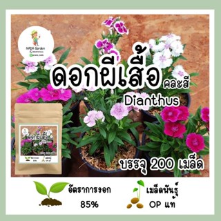 （คุณภาพสูง เมล็ด）เมล็ดดอกผีเสื้อ Dianthus คละสี 200เมล็ด (ดอกไม้กินได้) เมล็ดพันธุ์OPแท้/ง่าย ปลูก สวนครัว เมล็ด/ขายดี M