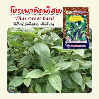 เมล็ดโหระพา คัดพิเศษ Thai sweet basil เมล็ดพันธุ์โหระพา โหระพา เมล็ดผักสวนครัว ตราภูเขาทอง