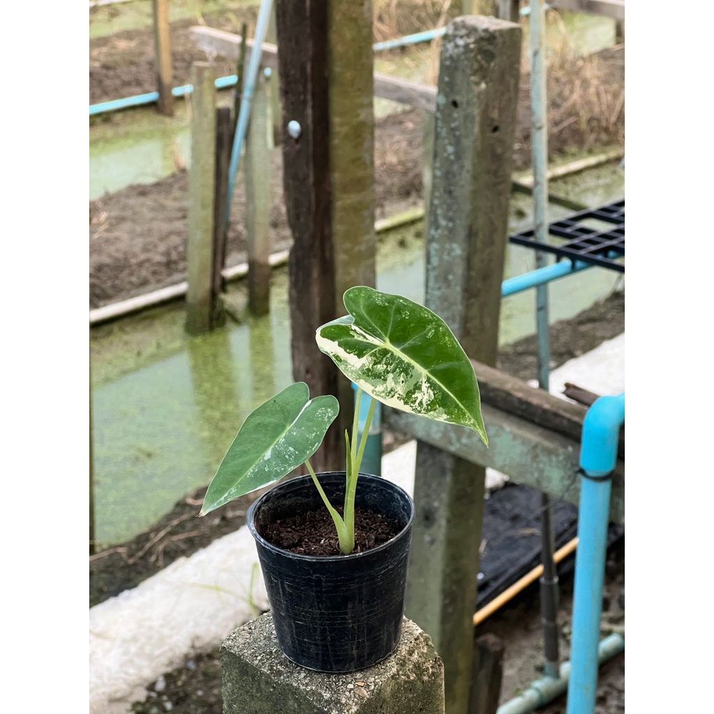 มุมมอง 4