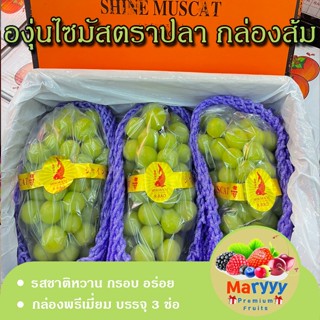 องุ่น องุ่นไซมัสคัส องุ่นไซมัส ตราปลา กล่องส้ม บรรจุ 3 ช่อ grape องุ่นราคาถูก ผลไม้สด ผลไม้นานาชาติ Maryyypremiumfruits