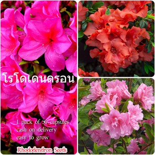 เก็บเงินปลายทาง COD 50 แคปซูลต่อแพ็ค Mixed Azalea Rhododendron Seeds Flower Seeds เมล็ดพันธุ์ ต้นไม้ประดับ เมล็ดดอกไม้