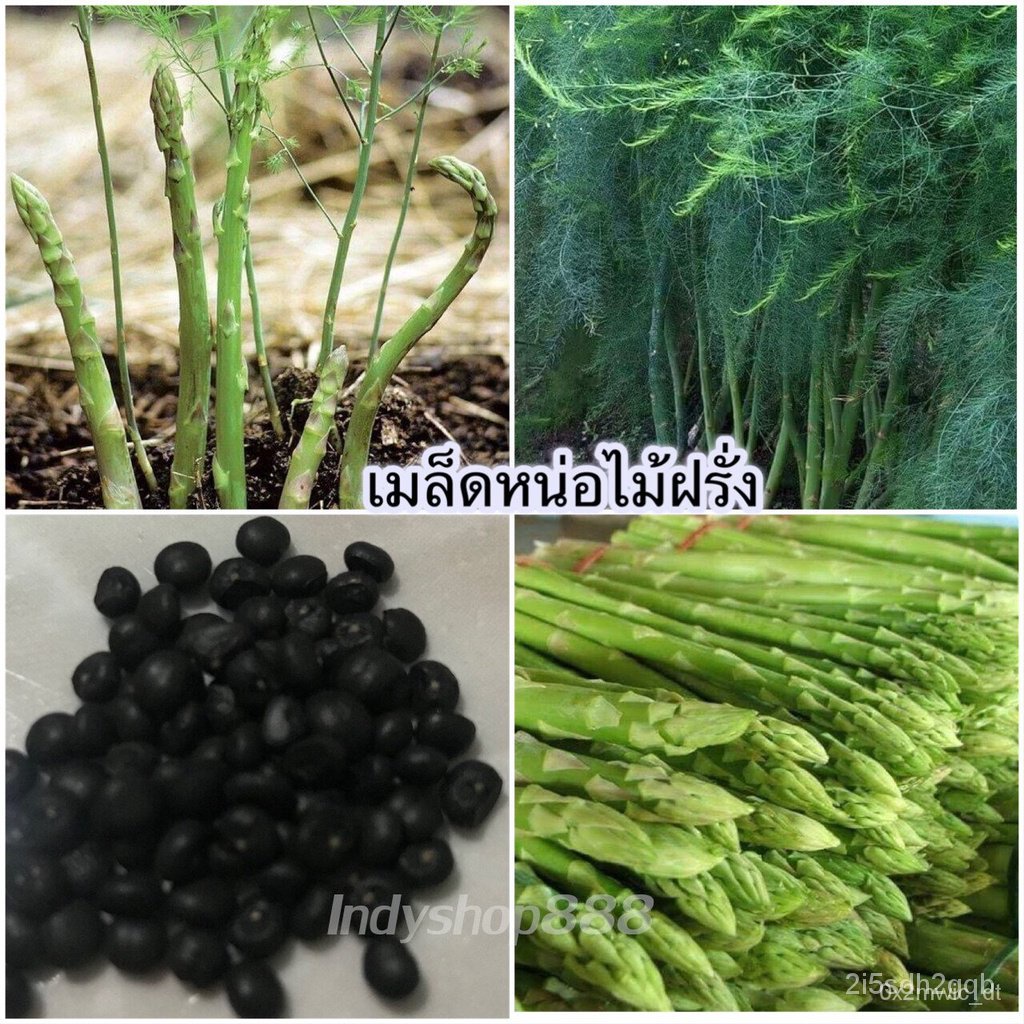 ผลิตภัณฑ์ใหม่ เมล็ดพันธุ์ เมล็ดพันธุ์คุณภาพสูงในสต็อกในประเทศไทย พร้อมส่งหน่อไม้ฝรั่ง 20 เมล็ด [ 10 เเถม 1 คละไ /สวนครัว