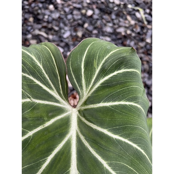philodendron gloriosum white vien pink back