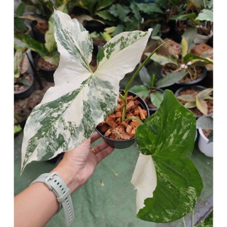 เงินไหลมาด่างขาว Syngonium podophyllum Variegeted