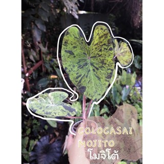 Colocasia mojito (ส่งทั้งกระถาง)